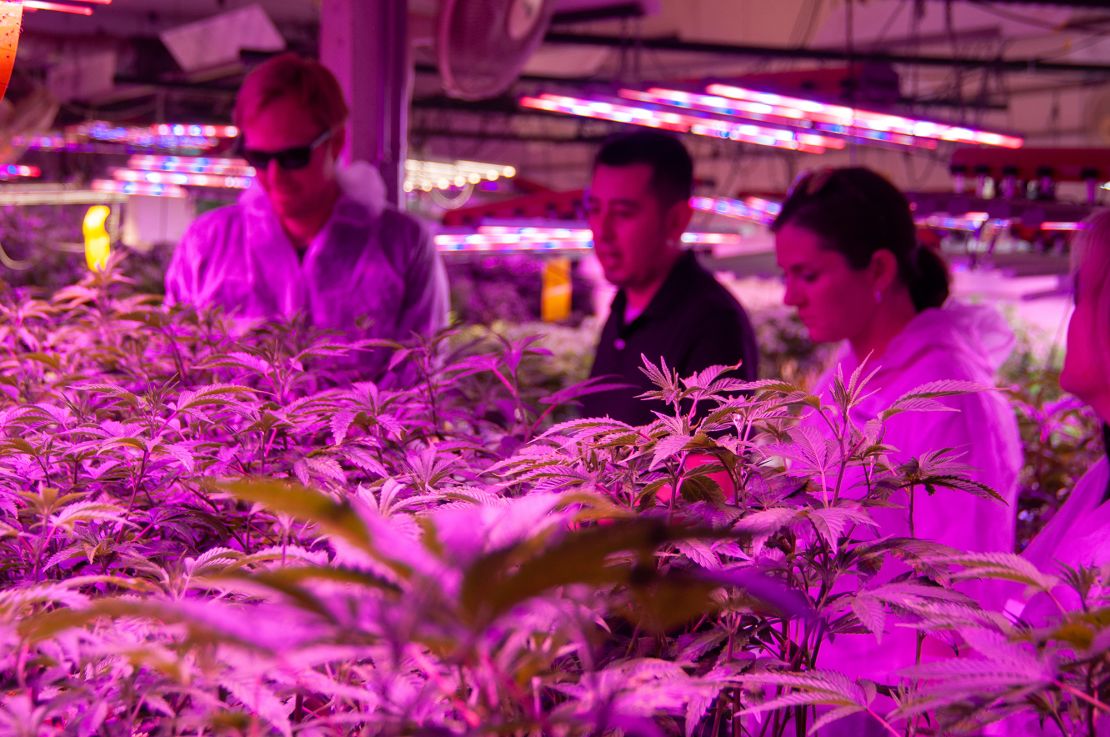 Chris Baca (The Clinic, center) explains to Charlie Berger (Denver Beer) and Kaitlin Urso (Colorado Department of Public Health and Environment) how the vegetative state of growing cannabis works inside The Clinic's grow operation.